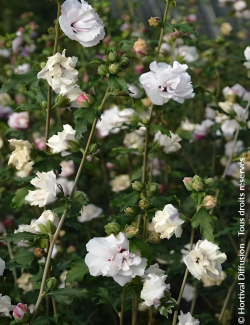 althea-french-cabaret-pastel-hibiscus-syriacus-french-cabaret-pastel-1.jpg
