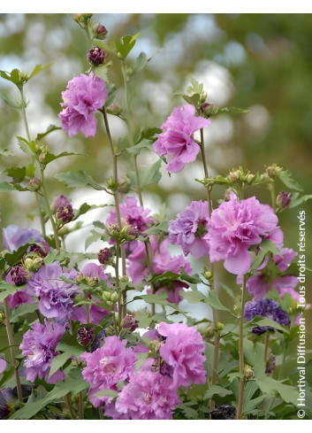 HIBISCUS syriacus FRENCH CABARET PURPLE® - Hibiscus, Althéa