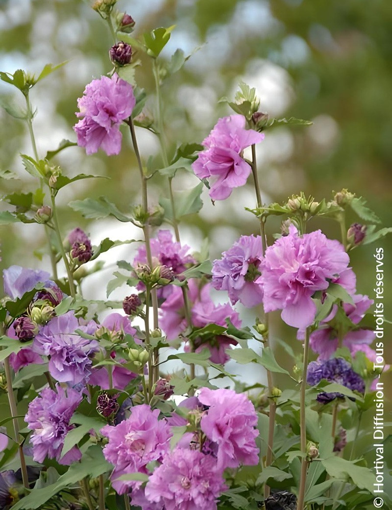 HIBISCUS syriacus FRENCH CABARET PURPLE® - Hibiscus, Althéa HIBISCUS syriacus FRENCH CABARET PURPLE® - Hibiscus, Althéa