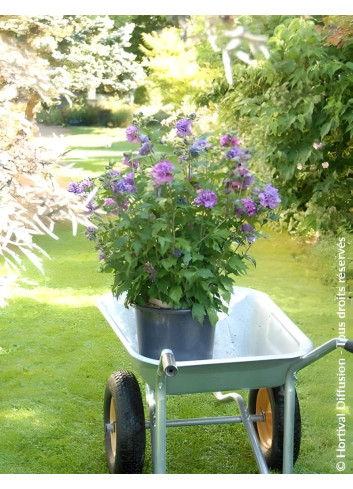 HIBISCUS syriacus FRENCH CABARET PURPLE® - Hibiscus, Althéa