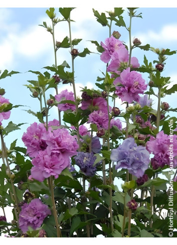 HIBISCUS syriacus FRENCH CABARET PURPLE® - Hibiscus, Althéa