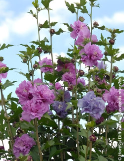 althea-french-cabaret-purple-hibiscus-syriacus-french-cabaret-purple-3.jpg