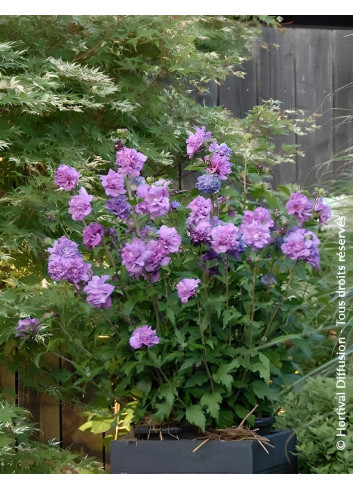 HIBISCUS syriacus FRENCH CABARET PURPLE® - Hibiscus, Althéa