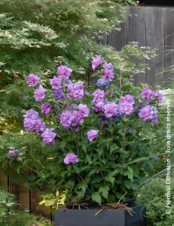 althea-french-cabaret-purple-hibiscus-syriacus-french-cabaret-purple-1.jpg