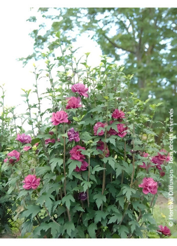 HIBISCUS syriacus FRENCH CABARET RED® - Hibiscus, Althéa