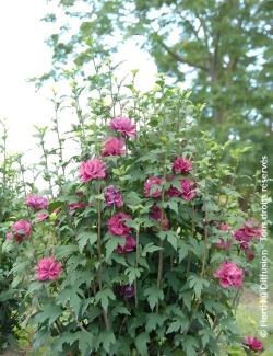althea-french-cabaret-red-hibiscus-syriacus-french-cabaret-red-1.jpg