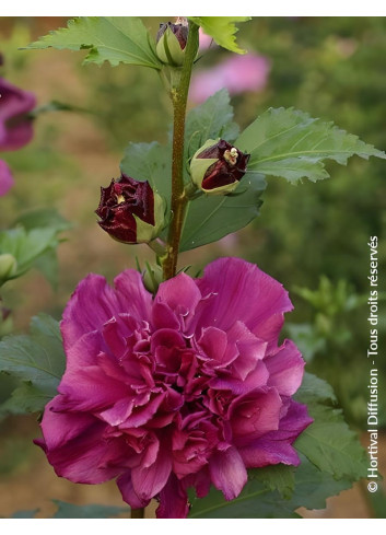 HIBISCUS syriacus FRENCH CABARET RED® - Hibiscus, Althéa