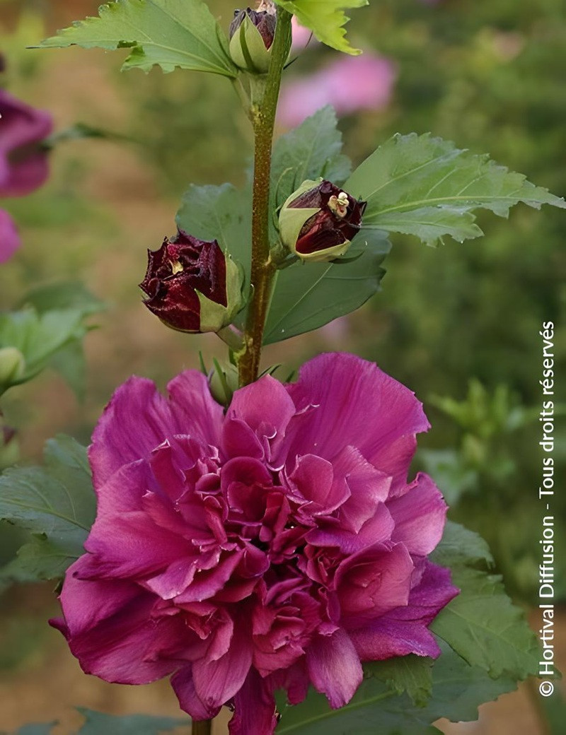 HIBISCUS syriacus FRENCH CABARET RED® - Hibiscus, Althéa HIBISCUS syriacus FRENCH CABARET RED® - Hibiscus, Althéa