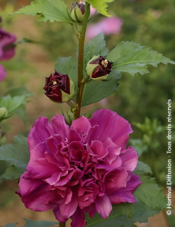 althea-french-cabaret-red-hibiscus-syriacus-french-cabaret-red.jpg