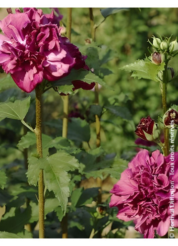 HIBISCUS syriacus FRENCH CABARET RED® - Hibiscus, Althéa