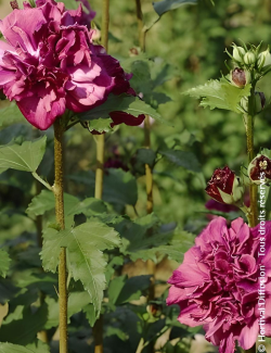 althea-french-cabaret-red-hibiscus-syriacus-french-cabaret-red-2.jpg