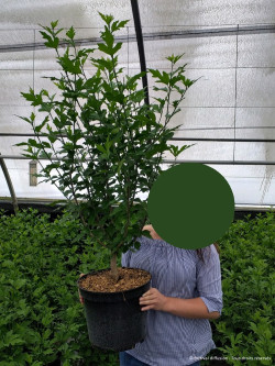 HIBISCUS syriacus PINK CHIFFON® - Hibiscus, Althéa En pot de 10-12 litres buisson hauteur 060-080 cm