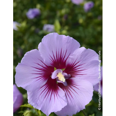 HIBISCUS syriacus B'TWIST® - Hibiscus, Althéa