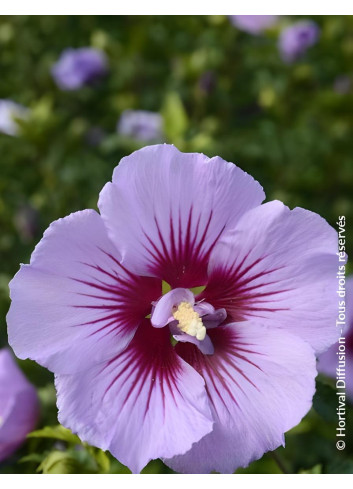 HIBISCUS syriacus B'TWIST® - Hibiscus, Althéa