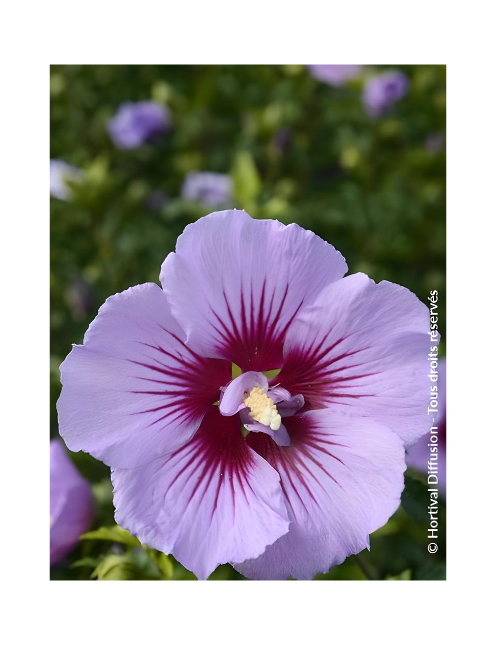 HIBISCUS syriacus B'TWIST® - Hibiscus, Althéa