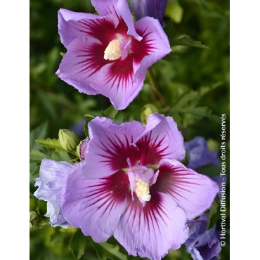 HIBISCUS syriacus B'TWIST® - Hibiscus, Althéa