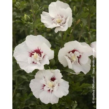HIBISCUS syriacus FRENCH POINT® - Hibiscus, Althéa