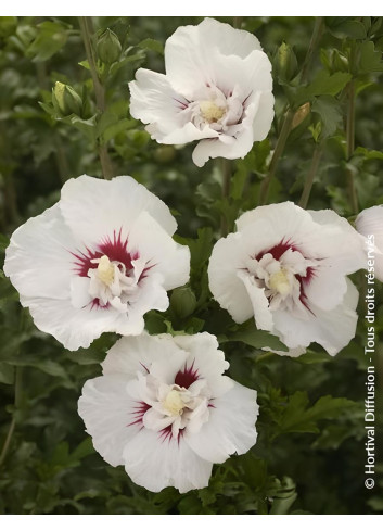 HIBISCUS syriacus FRENCH POINT® - Hibiscus, Althéa