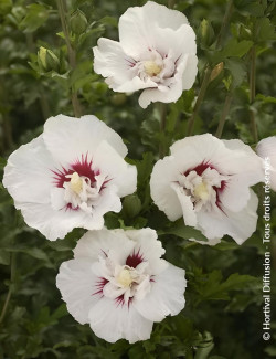 HIBISCUS syriacus FRENCH POINT® - Hibiscus, Althéa