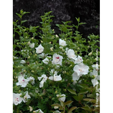 HIBISCUS syriacus FRENCH POINT® - Hibiscus, Althéa