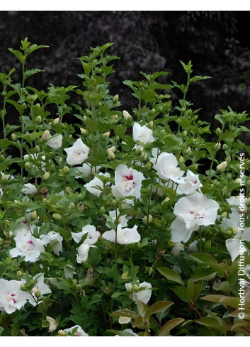 HIBISCUS syriacus FRENCH POINT® - Hibiscus, Althéa