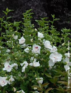 HIBISCUS syriacus FRENCH POINT® - Hibiscus, Althéa