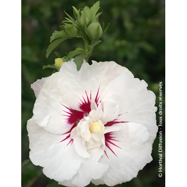 HIBISCUS syriacus FRENCH POINT® - Hibiscus, Althéa