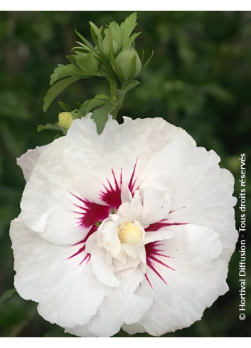 HIBISCUS syriacus FRENCH POINT® - Hibiscus, Althéa