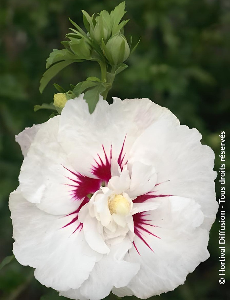HIBISCUS syriacus FRENCH POINT® - Hibiscus, Althéa