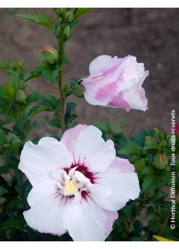HIBISCUS syriacus PINKY SPOT® - Hibiscus, Althéa