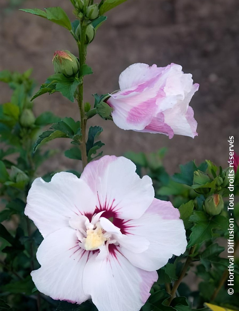 HIBISCUS syriacus PINKY SPOT® - Hibiscus, Althéa HIBISCUS syriacus PINKY SPOT® - Hibiscus, Althéa