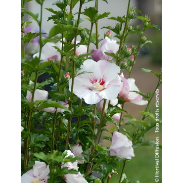 HIBISCUS syriacus PINKY SPOT® - Hibiscus, Althéa