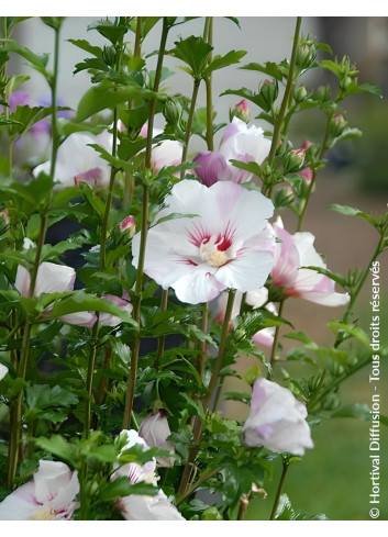 HIBISCUS syriacus PINKY SPOT® - Hibiscus, Althéa