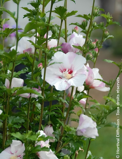althea-pinky-spot-hibiscus-syriacus-pinky-spot-2.jpg