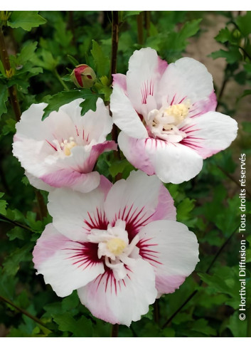 HIBISCUS syriacus PINKY SPOT® - Hibiscus, Althéa