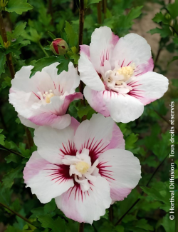 althea-pinky-spot-hibiscus-syriacus-pinky-spot-1.jpg