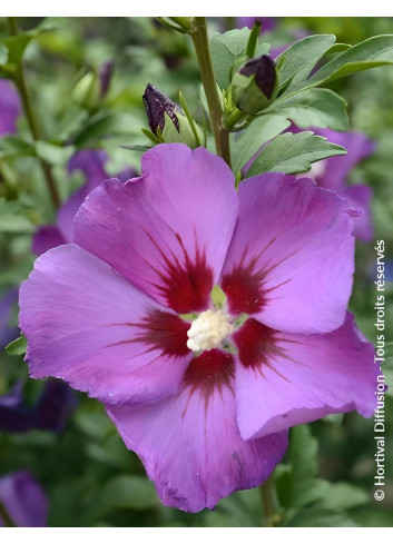 HIBISCUS syriacus RUSSIAN VIOLET® II - Hibiscus, Althéa