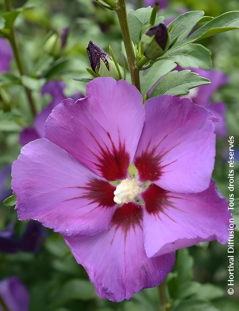 HIBISCUS syriacus RUSSIAN VIOLET® II - Hibiscus, Althéa HIBISCUS syriacus RUSSIAN VIOLET® II - Hibiscus, Althéa