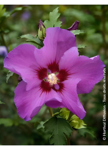 HIBISCUS syriacus RUSSIAN VIOLET® II - Hibiscus, Althéa