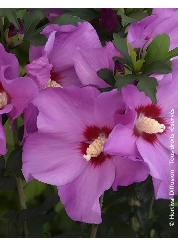 HIBISCUS syriacus RUSSIAN VIOLET® II - Hibiscus, Althéa