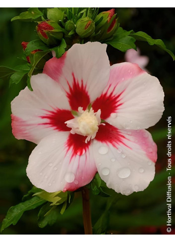 HIBISCUS syriacus HAMABO - Hibiscus, Althéa