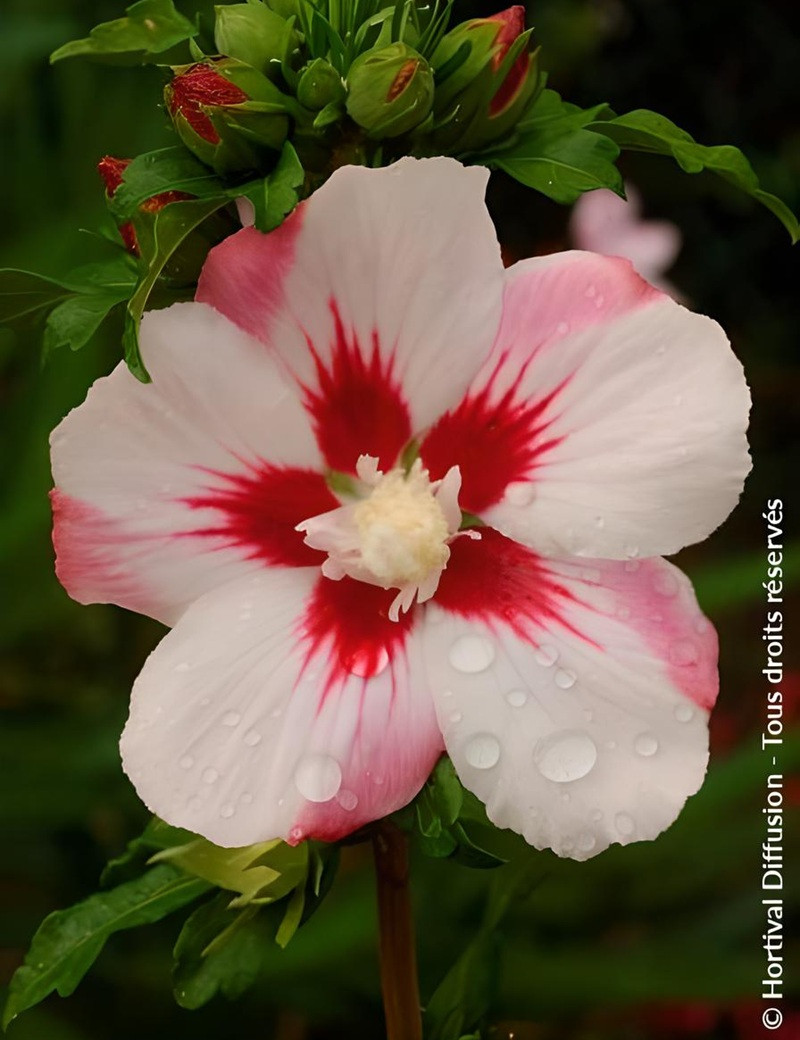 HIBISCUS syriacus HAMABO - Hibiscus, Althéa HIBISCUS syriacus HAMABO - Hibiscus, Althéa