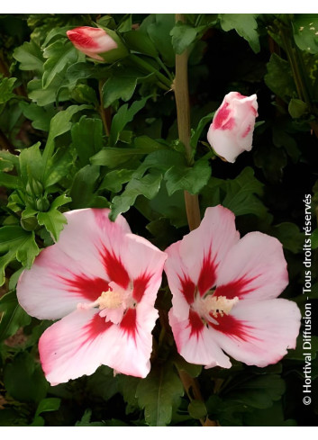 HIBISCUS syriacus HAMABO - Hibiscus, Althéa