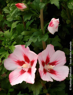 althea-hamabo-hibiscus-syriacus-hamabo-1.jpg