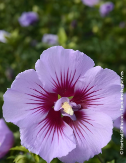 Hibiscus syriacus ‘BTIwist Lavender’ – Althéa à fleurs lavande à cœur rouge, floraison estivale prolongée