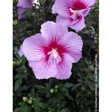 Hibiscus syriacus ‘BTIwist Lavender’ – Althéa à fleurs lavande à cœur rouge, floraison estivale prolongée