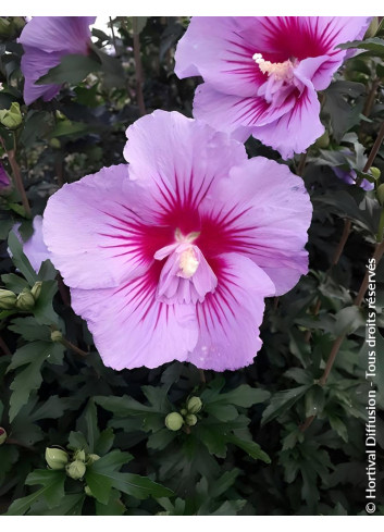 Hibiscus syriacus ‘BTIwist Lavender’ – Althéa à fleurs lavande à cœur rouge, floraison estivale prolongée