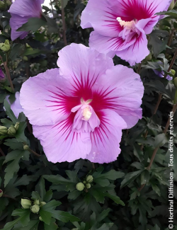 Hibiscus syriacus ‘BTIwist Lavender’ – Althéa à fleurs lavande à cœur rouge, floraison estivale prolongée