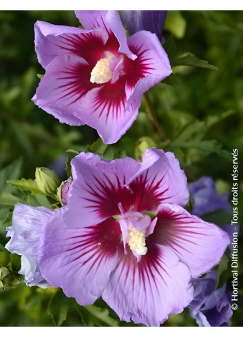 Hibiscus syriacus ‘BTIwist Lavender’ – Althéa à fleurs lavande à cœur rouge, floraison estivale prolongée
