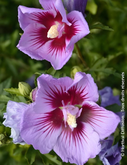 Hibiscus syriacus ‘BTIwist Lavender’ – Althéa à fleurs lavande à cœur rouge, floraison estivale prolongée